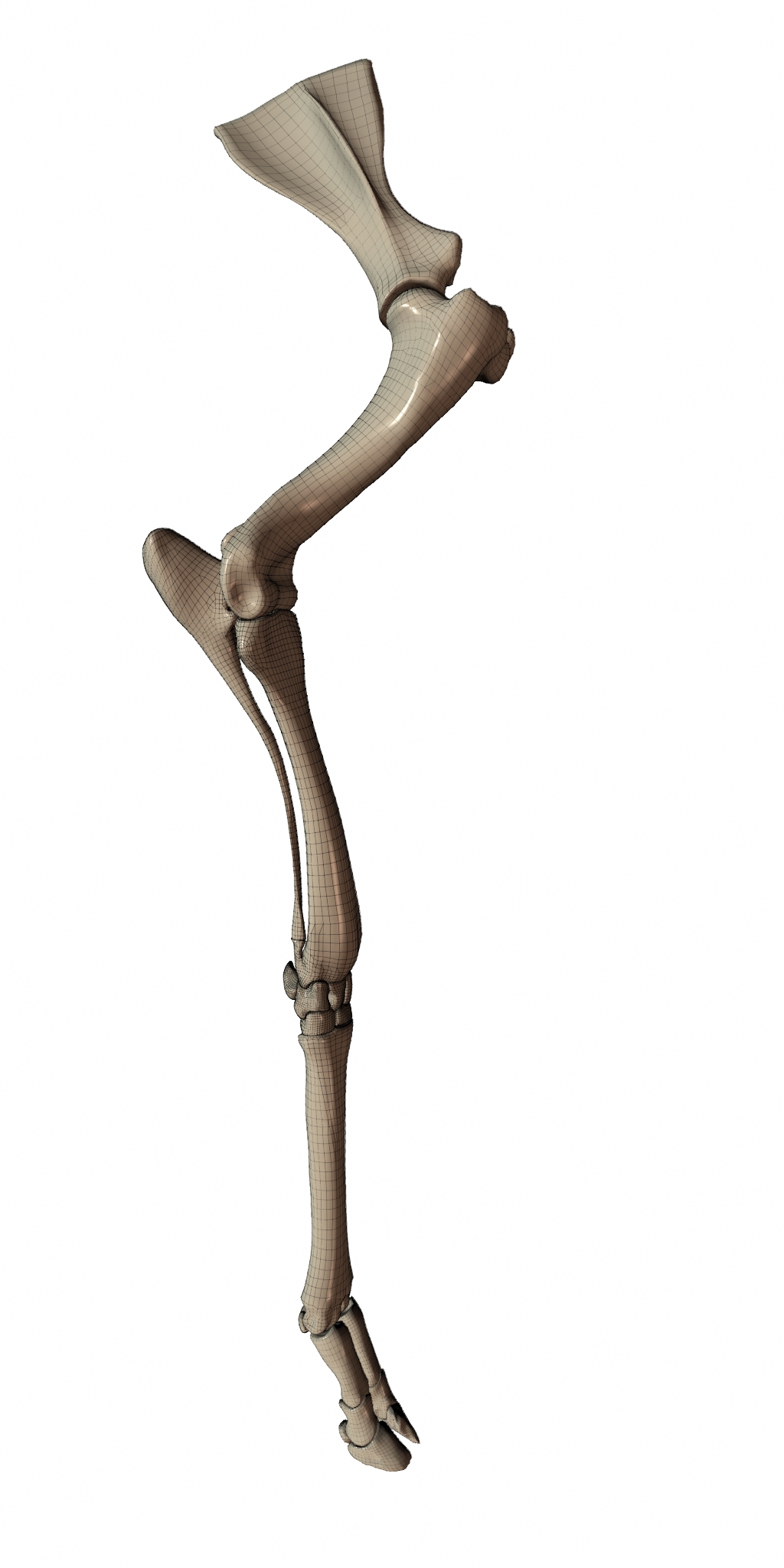 RenderLeg