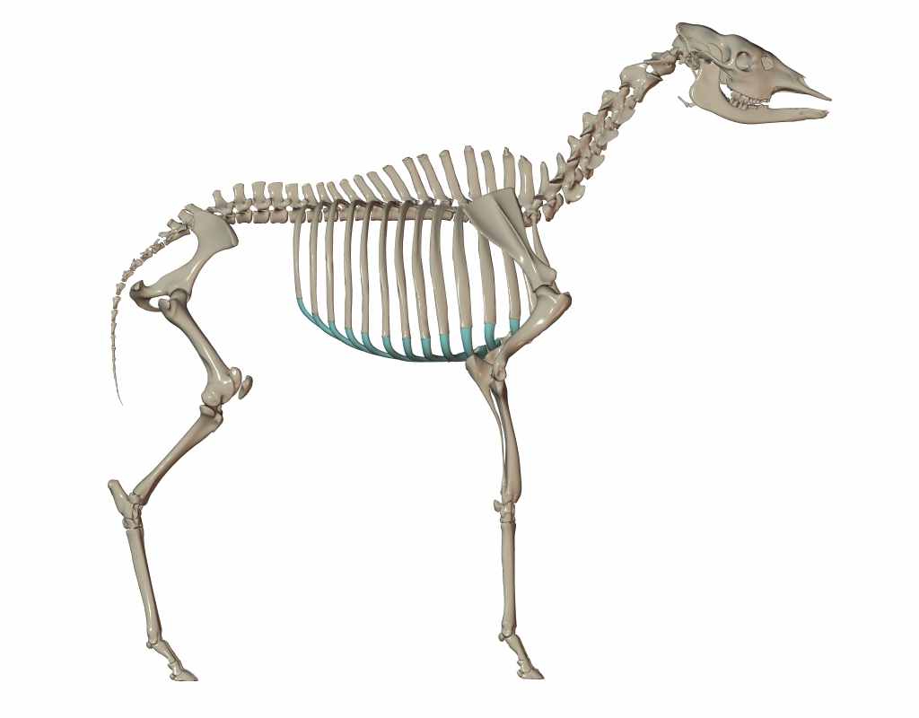 RenderSkeleton