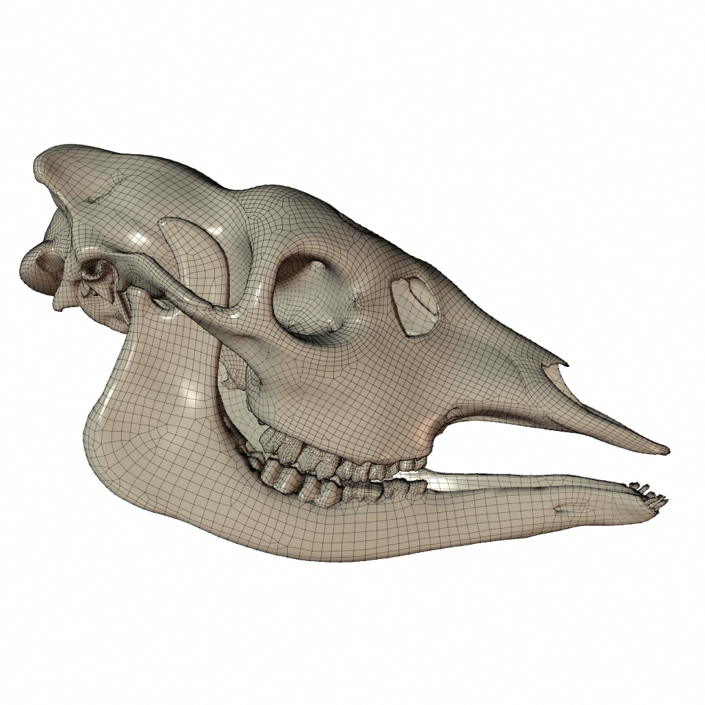 RenderSkull