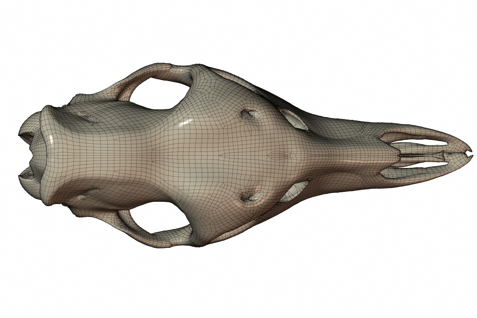 RenderSkull2
