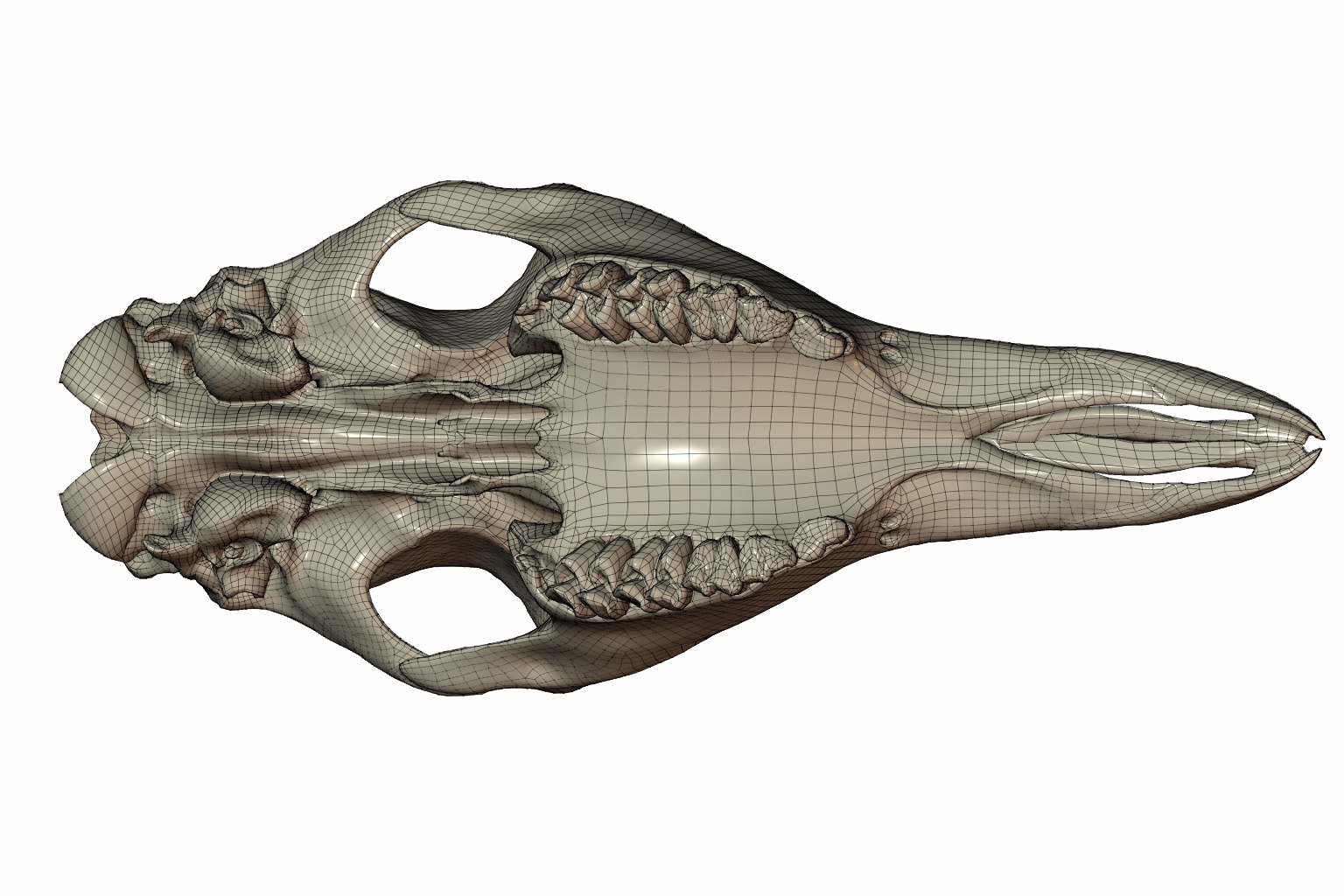 RenderSkull3
