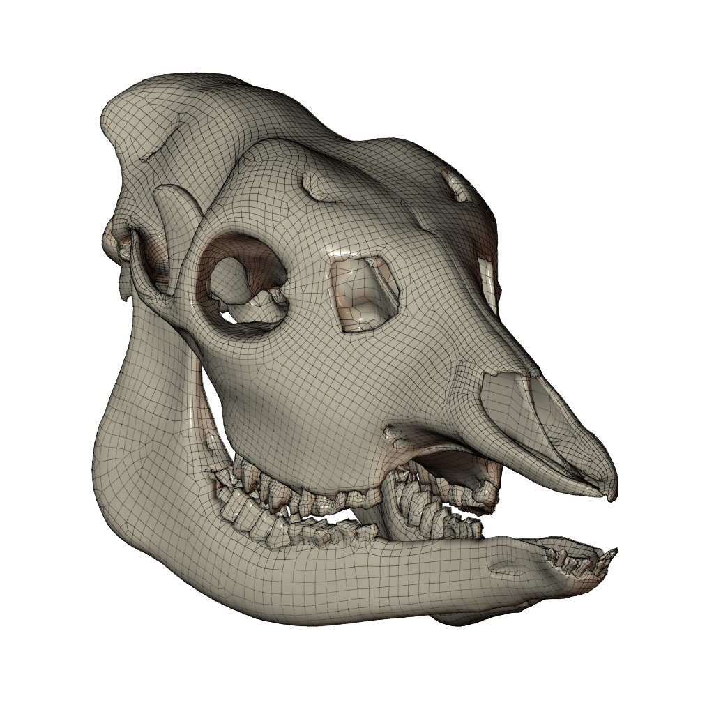 RenderSkull4